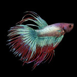 Betta macho cauda de coroa