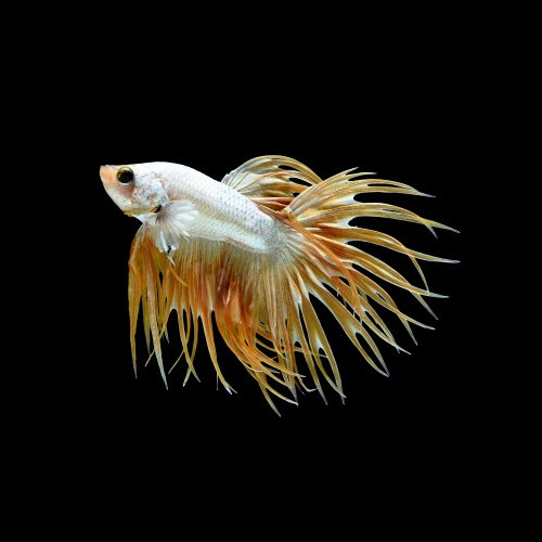 Betta macho cauda de coroa