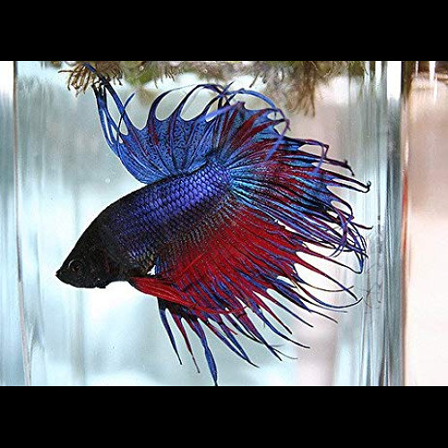Betta macho cauda de coroa