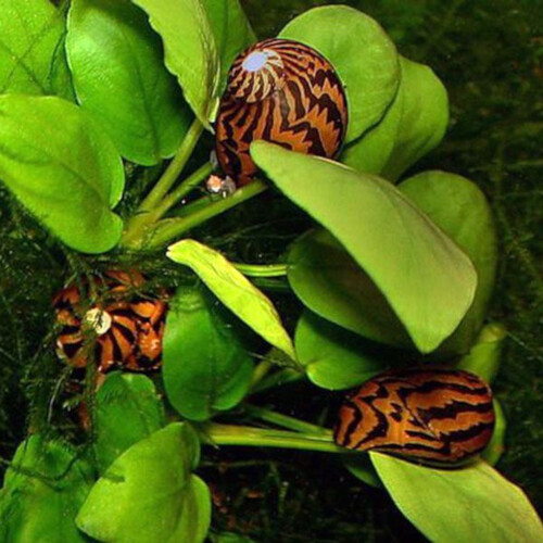 Neritina tigre