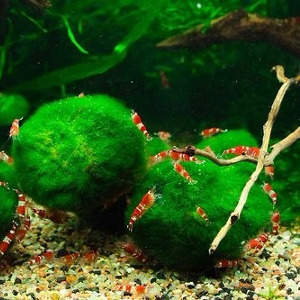 Cladophora S (un.)