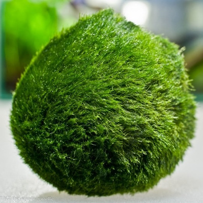 Cladophora M (un.)