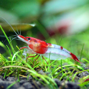 camarao-red-rili.png