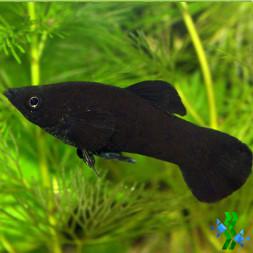 Molly negra