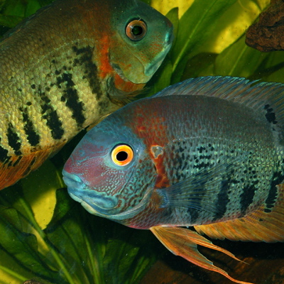 Heros efasciatus (Severum)
