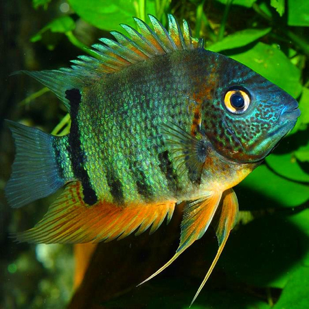 Heros efasciatus (Severum)
