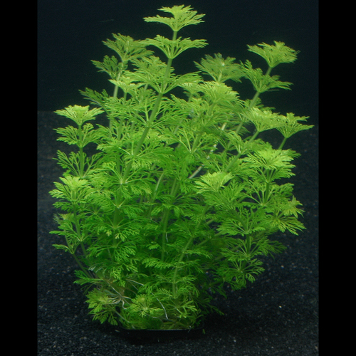 Limnophila sessiliflora (Vaso)