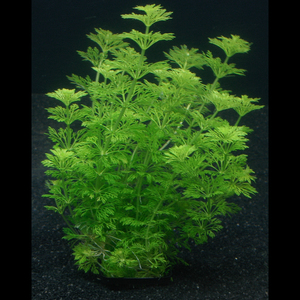 limnophila-sessiliflora1.jpg