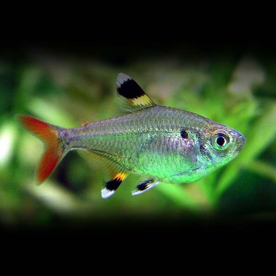 Tetra Pristela