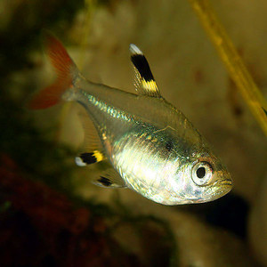 pristella_maxillaris01.jpg