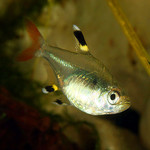 Tetra Pristela