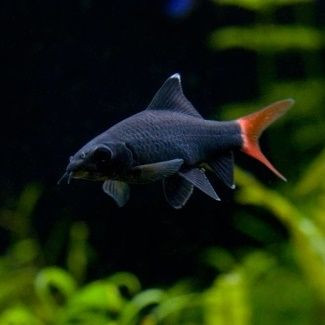 Tubarão Bicolor