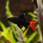 Tubarão Bicolor