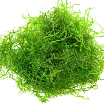 Musgo de Java (caixa)