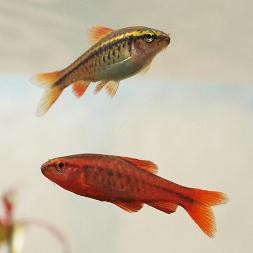 Barbo cereja