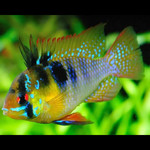 Ramirezi german blue