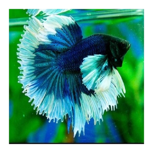 Betta macho Dumbo