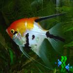 Escalar Koi