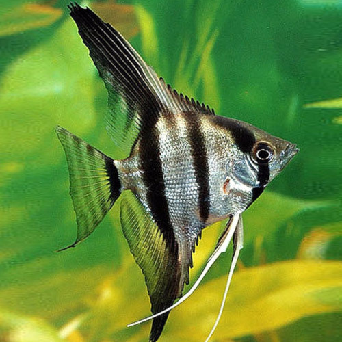 Escalar Zebra