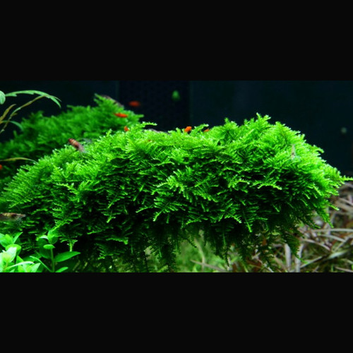 Musgo "Christmas" (in vitro)