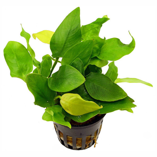 Anúbia Nana "Golden" (Vaso)