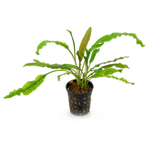 Cryptocoryne Balansae (Vaso)