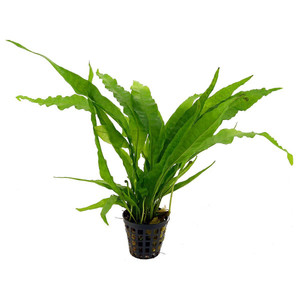 microsorum-pteropus.jpg
