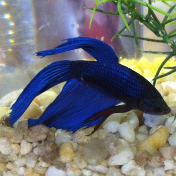 Betta macho azul