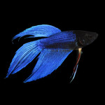Betta macho azul