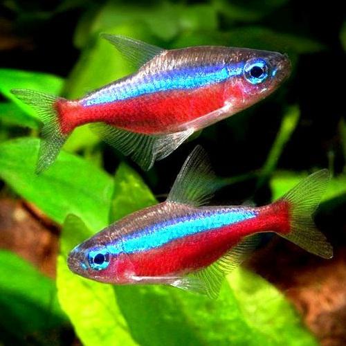 Tetra Cardinal