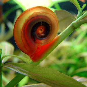 red-planorbis-600x600.jpg