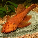 Ancistrus Super Red