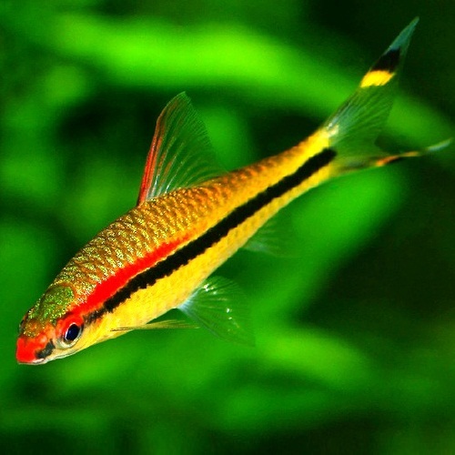 Barbo Torpedo