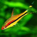 Barbo Torpedo
