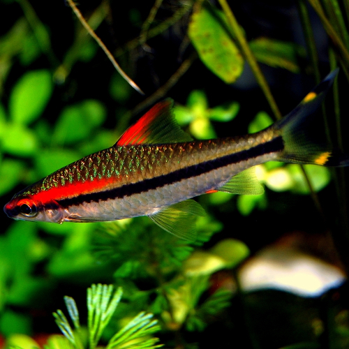 Barbo Torpedo