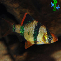 Barbo Tigre