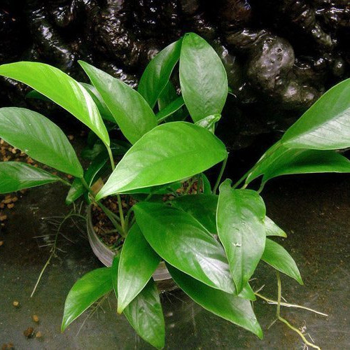 Anúbia congensis (Vaso)