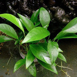 Anúbia congensis (Vaso)