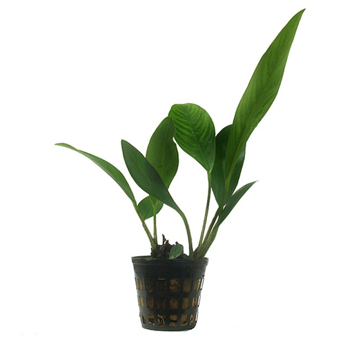 Anúbia congensis (Vaso)
