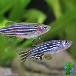 Danio Zebra