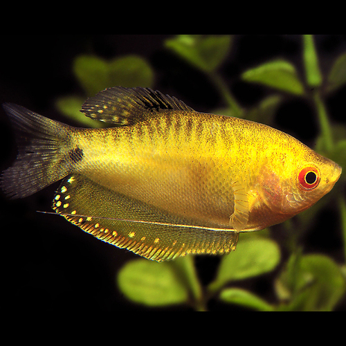 Gourami Dourado