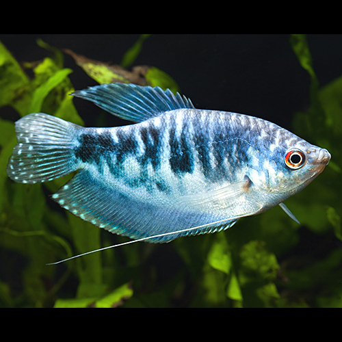 Gourami Mármore