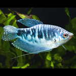 Gourami Mármore
