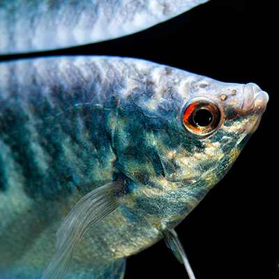 Gourami Mármore