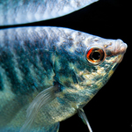 Gourami Mármore