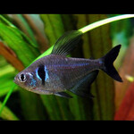 Tetra Fantasma Negro