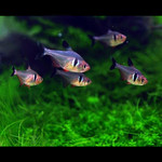 Tetra Fantasma Negro