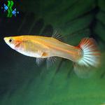 Guppy fêmea sortida