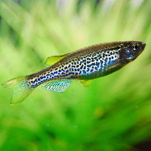 danio_leopardo.jpg