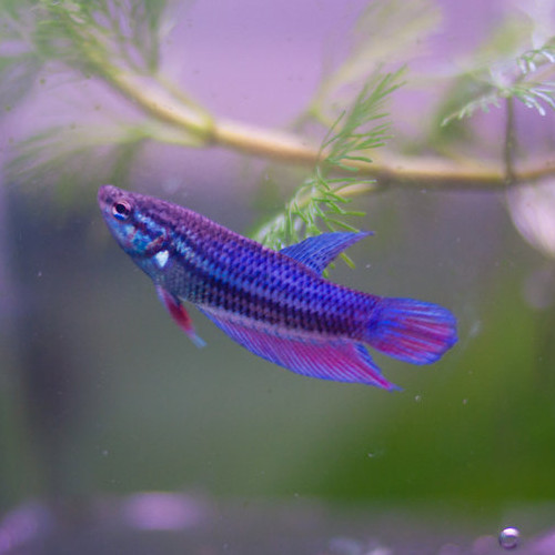 Betta fêmea sortida